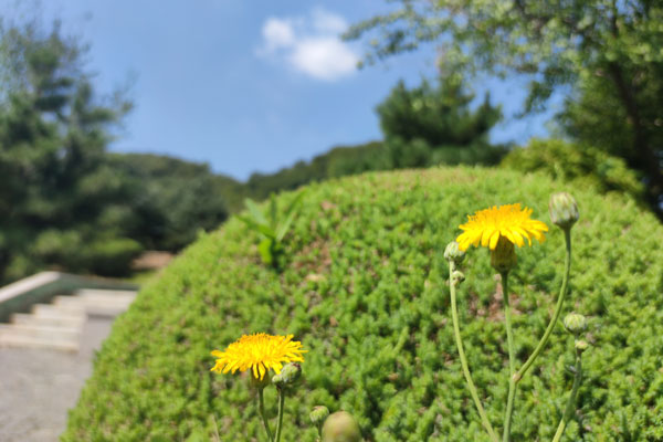 花坛葬