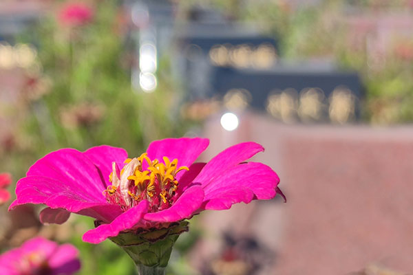 南京公墓变公园具有诸多好处，不仅是对逝者的尊重，也是对活着的人关爱！