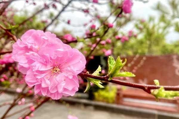 西安墓园，一站式服务，让追思之旅无后顾之忧