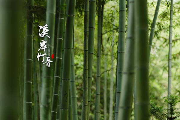 杭州径山竹茶园公墓选购秘籍：寻找理想安息地的专业建议