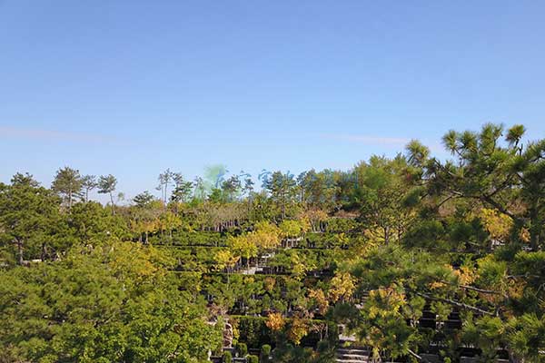 武汉幸福山公墓，缅怀先人，寄托哀思，看墓免费接送