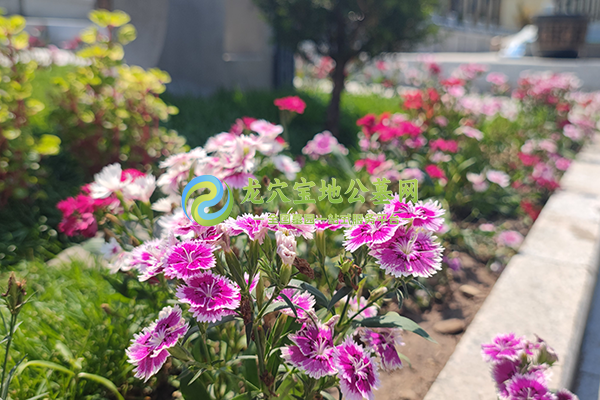 如何获取更多关于武汉墓地的信息？