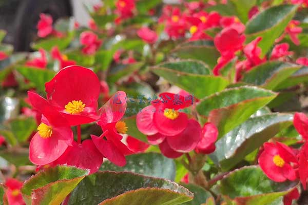 杭州陵园未来草坪墓地的发展趋势是什么？