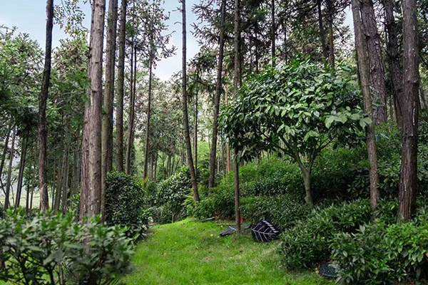 缴纳杭州墓地管理费需要带哪些证件？有哪些注意事项？