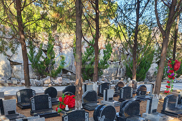 北京陵园树葬一般多少钱？生态安葬费用一览