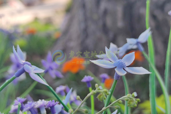 济南墓园坐西北向东南的坟墓旺谁？这一朝向有何风水寓意？