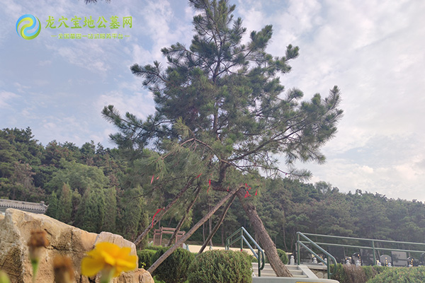 北京墓地松树栽单数还是双数？植树数量的传统讲究！