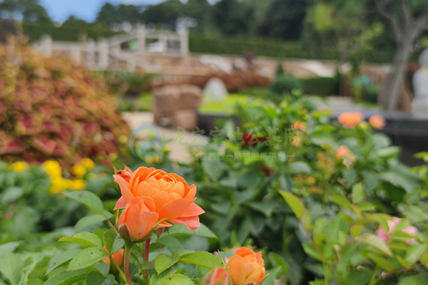 长春墓地收费标准是怎样的？你了解各地费用差异吗？