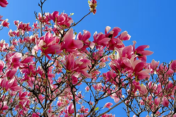 济南公墓是每天都可以扫墓吗？需要注意哪些习俗？