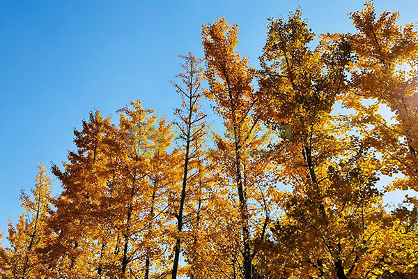 在石家庄公墓下葬吉日如何选择？传统习俗与现代实践的结合