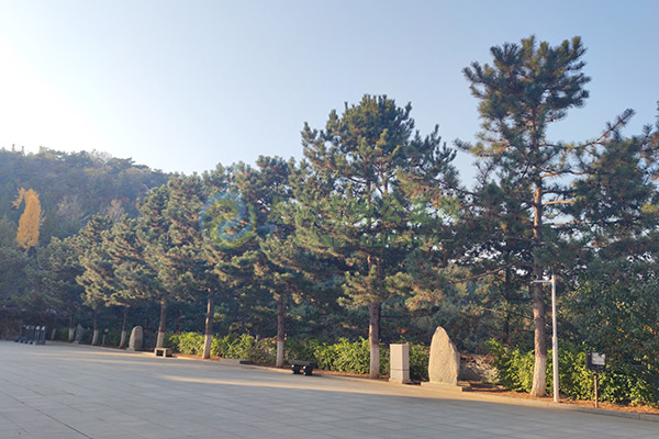 北京墓地生态葬的好处有哪些？生态葬优势与意义解析！