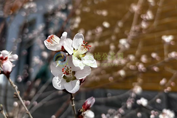 南京墓地文明祭扫倡议书：错峰出行、绿色交通、安全第一