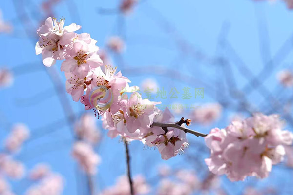 南昌墓地代客祭扫服务：传递思念，寄托哀思