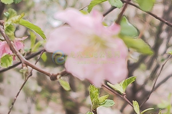 文明祭扫新风尚：杭州墓地倡导绿色出行，提供多项便民服务