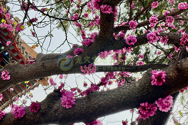 重庆陵园周年祭祀代表什么意思？祭祀前需要准备什么？