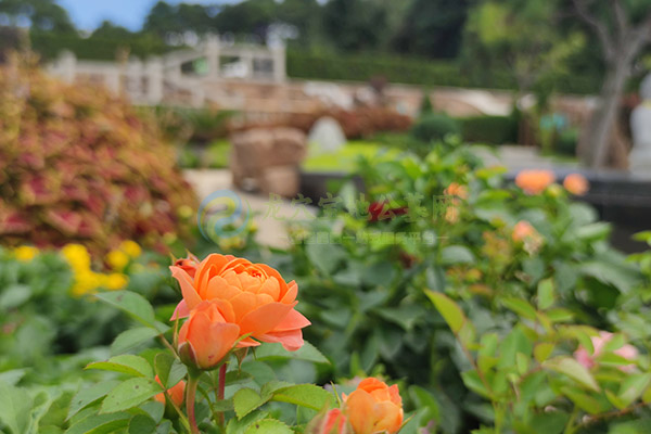 西安墓地骨灰安葬有几种选择？