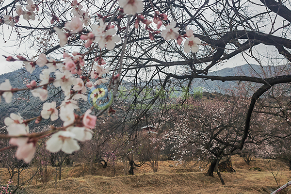 长春陵园树葬有年限吗？殡葬方式与管理期限解析