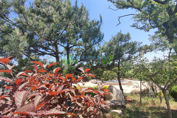 石家庄墓地公墓价格一览表及选购指南