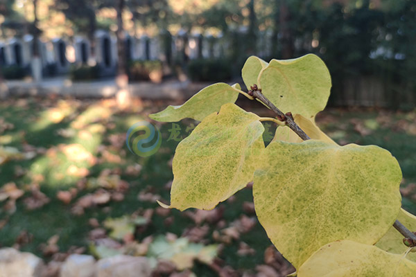 北京墓地价格清明选墓全攻略：预算、风水、流程、避坑一网打尽（2026惠民版）