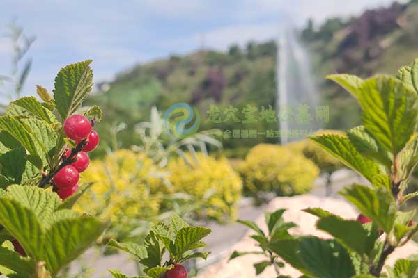 莱芜福禄源 莱芜福禄源